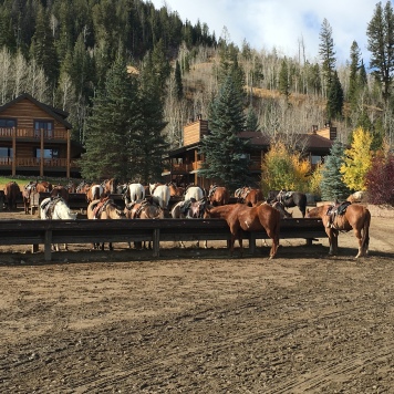 Horses ready - C Lazy U Ranch, Granby, CO